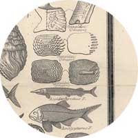 Agassiz fish reconstructions